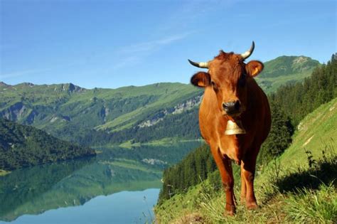 Tarentaise cattle | petmapz by Dr. Katz, Your veterinarian endorsed pet ...