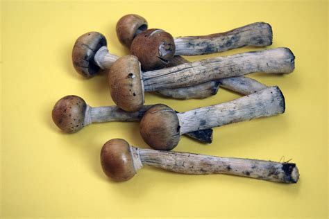 Denver just voted to decriminalize magic mushrooms - Vox