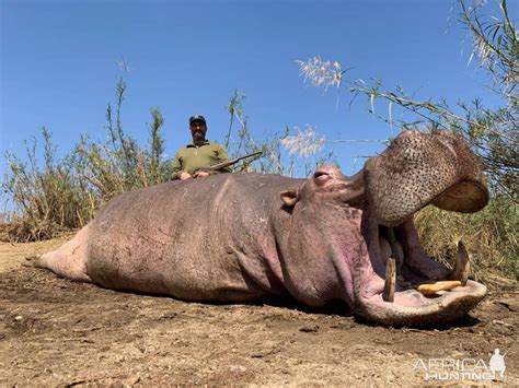 Hippo Hunting Zimbabwe | AfricaHunting.com