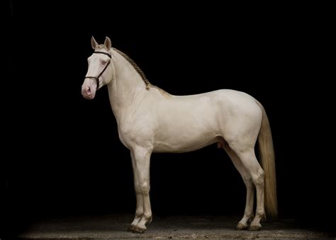 Love for the Iberian horse - Equilife World