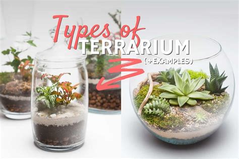 Types of Terrarium: Which is Best for You? (+ Examples) | Terrarium Tribe