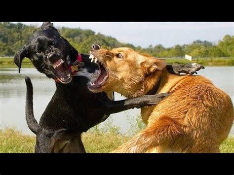 Dog vs. dog fight - YouTube