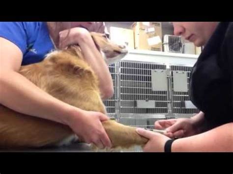 Cephalic blood draw dog - YouTube