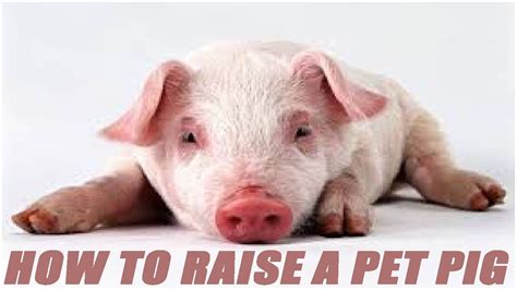 How To Raise A Pet Pig - YouTube