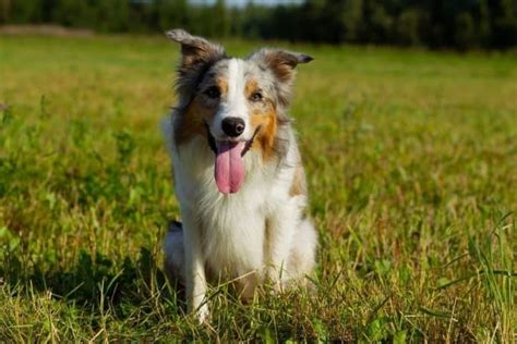 Top Border Collie Names – [785+ Ideas For Your Pup]