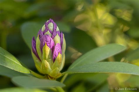 My rhododendron in bloom on Behance