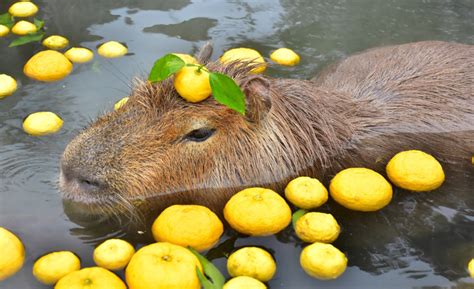 Reductress » Woman’s Next Career Goal Is to Be Capybara Floating in a ...