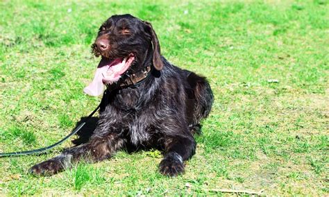 Pointer hunting dog by nature | Stock image | Colourbox