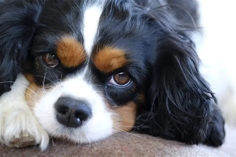 Cavalier King Charles Spaniel Shedding Guide: How Much Do They Shed?