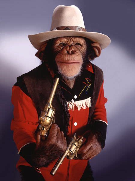 Cowboy Chimp (con imágenes) | Monos animales, Animales, Chimpance