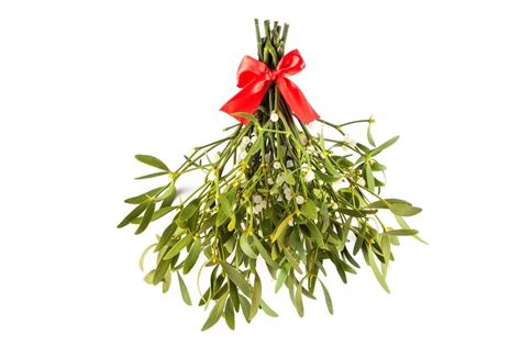 13 Traditional Christmas Flowers and Plants [With Their Meaning] – Everyday Guide – Your Source ...