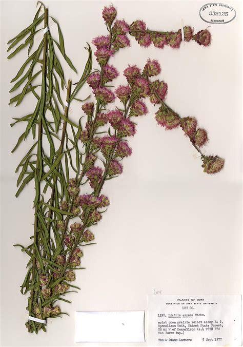 Example Herbarium Sheets | Ada Hayden Herbarium