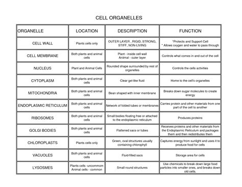 Organelles In A Cell And Functions - Deriding-Polyphemus