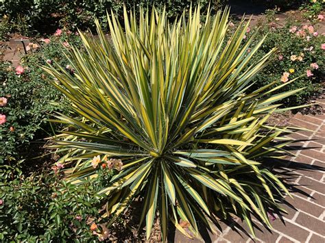 Buy Color Guard Yucca Plants Online | Stadler Nurseries