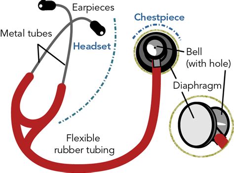 What is a Stethoscope?- Its Parts, Uses, & Diagram