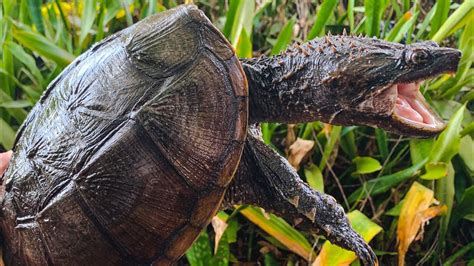 Florida Snapping Turtle, BIG softshell, striped mud turtle, and much ...