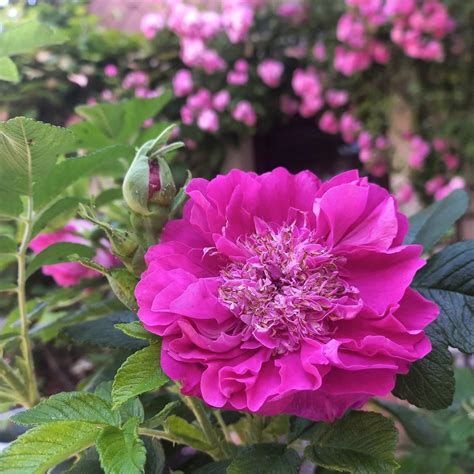 Rugosa Roses: Varieties, Care, And More - SONG OF ROSES