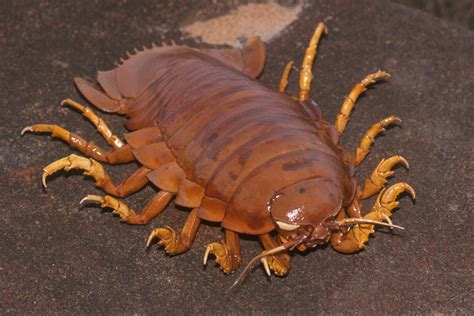 Monster Monday: the Giant Isopod | World Book