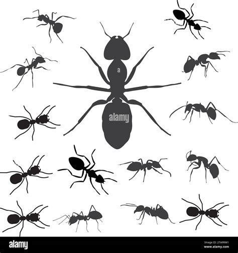 Aint trail. Ant column. Black insect silhouettes trip. Teamwork, hard work concept Stock Vector ...