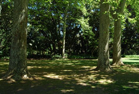 File:Dappled Shade Adelaide Botanic Garden.JPG - Wikipedia
