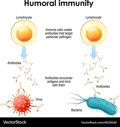 Humoral immunity bacteria virus lymphocyte Vector Image