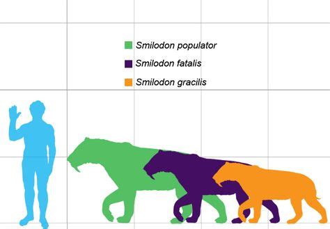 How Big was a Saber Tooth Tiger - Saber Tooth Tiger Size | Smilodon, Sabertooth, Sabertooth tiger