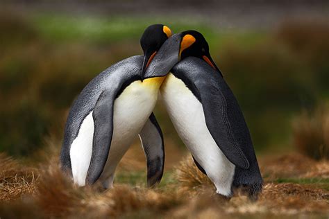 Penguins Cuddling - Gallery Corner