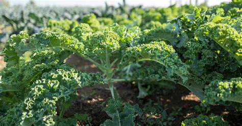 13 of the Best Kale Varieties | Gardener’s Path