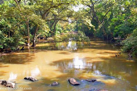 Historic Osun Osogbo Sacred Grove Is Terrific! - Nextbiteoflife