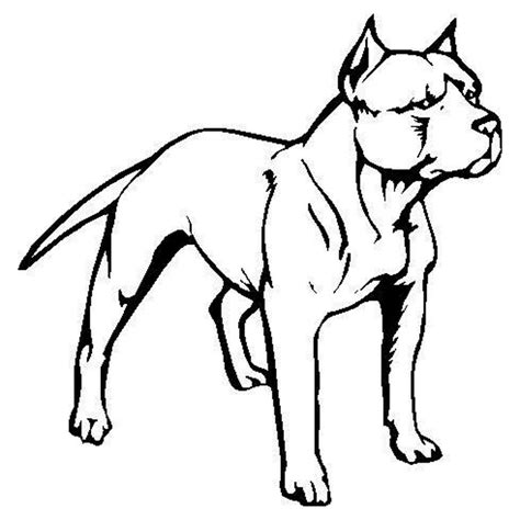 Pitbull Line Drawing at GetDrawings | Free download