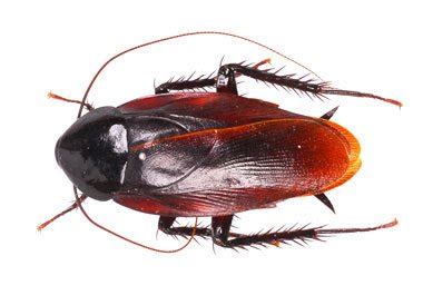 Pest Control for Cockroaches - Greenville Spartanburg Anderson Columbia Lexington