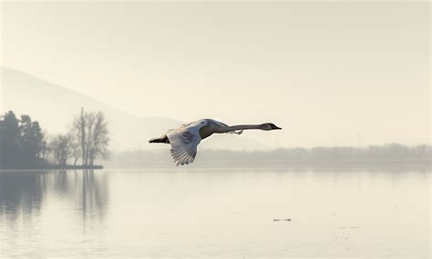 Image Birds Swans Fog Flight Animals