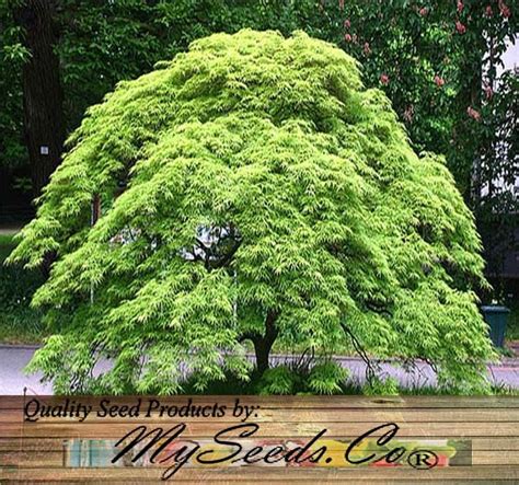 10 x Green Lace Leaf Japanese Maple ACER palmatum matsumurae