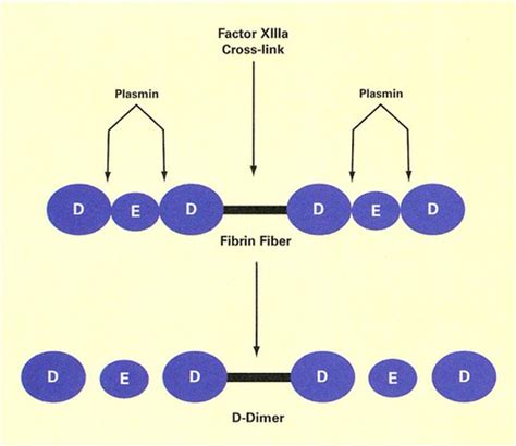 fibrin,fibnge,b(第13页)_大山谷图库