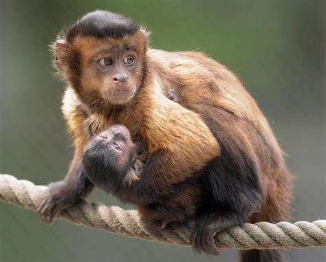 capuchin-monkeys | Baby animals, Cute baby animals, Baby animals funny