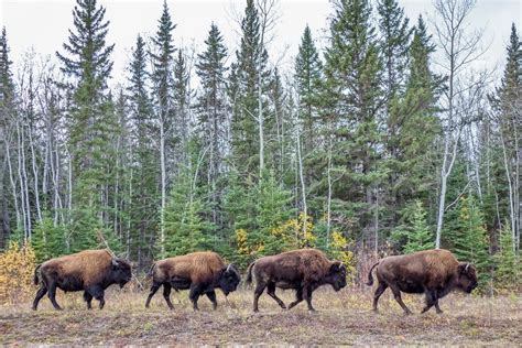 Wood Buffalo National Park