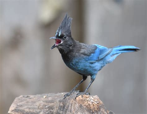 Stellar Jays - FeederWatch