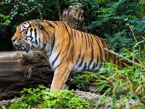 7 Wildlife Sanctuaries in Goa for a Unique Experience