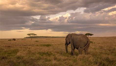 KENYAN SAVANNA ELEPHANTS: | Savanna elephants are the larges… | Flickr