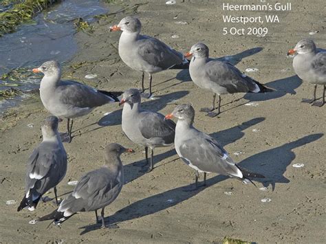 Northwest Nature Notes: THE GULLS OF PUGET SOUND