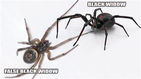 False Black Widow Identification, Habitat and Control - Pest Samurai