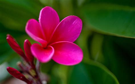 hot pink Frangipani ~ This flower is native to Mexico. | Mexican flowers, Blooming flowers, Plumeria