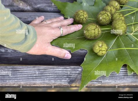 Immature sycamore seeds lie on large sycamore leaves on old wooden ...