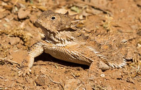 Regal Horned Lizard Phrynosoma solare Horny Toad Photograph of Photo of Image of