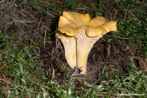 When Is The Time To Harvest Chanterelle? - Gardeninguru