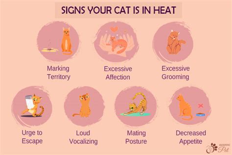 Heat Cat Chart