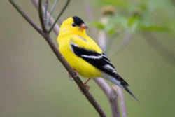 Washington State Bird: Willow Goldfinch aka American goldfinch