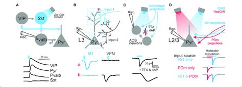 | Applications of optogenetics in the analysis of circuit connectivity ...