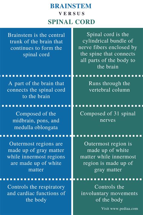 Difference Between Brainstem and Spinal Cord | Definition, Components, Functions, Differences