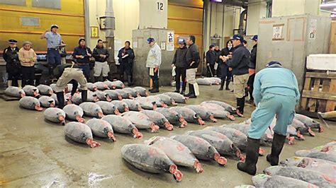 Tsukiji Fish Market Bluefin Tuna Auction Tokyo Japan - YouTube